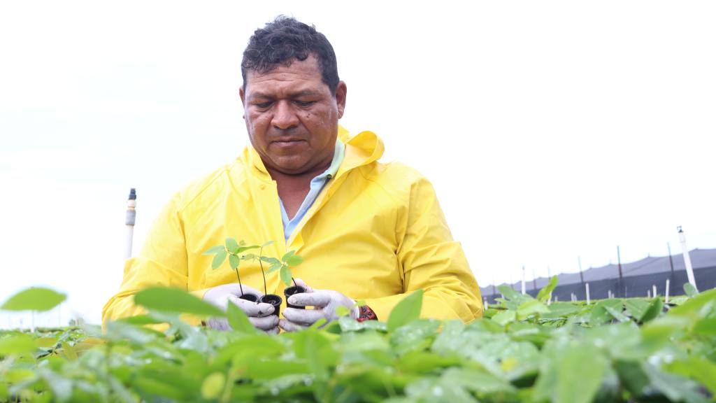 Local nursery operator working at Brujula Verde's facility